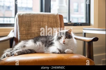 Eine grau-weiße Katze, die auf einem orangefarbenen Sessel liegt, mit Licht und Dunst, die aus den Fenstern dahinter kommen. Stockfoto