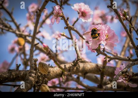 Hummel sammelt Pollen von rosa Mandelblüten im Frühjahr Stockfoto