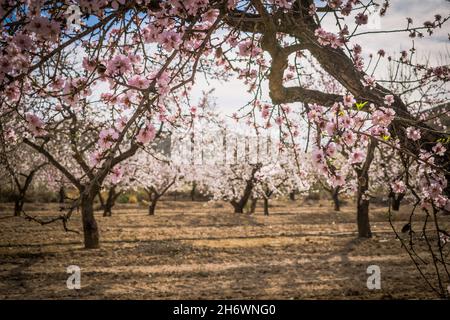 Im Frühling blüht rosa Mandel Stockfoto