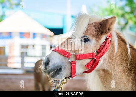 Porträt von niedlichen braunen Zwergpferd in Bauernhof, kurze Pferd Tier-Konzept Stockfoto