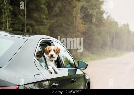 Hunde fahren mit dem Auto. Jack Russell Terrier blickt aus dem Fenster des Autos. Reisekonzept für Haustiere. Stockfoto