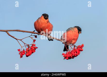 Zwei rote Gimpel-Vögel sitzen auf den Ästen eines Ebereschen-Baumes und fressen saftige Beeren am blauen Himmel Stockfoto