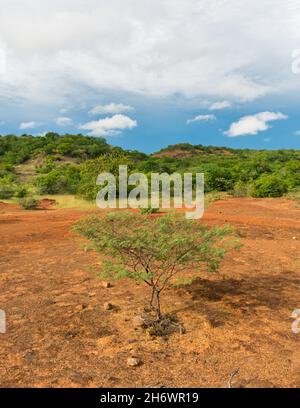 Sertao Landschaft in der Landschaft von Oeiras, Piaui (Nordostbrasilien) Stockfoto