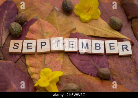 Septemberbriefe mit gelben und roten Blättern und Herbstfrüchten. Minimal Flat Lay kreatives Konzept. Herbstkomposition. Getrocknete Blätter auf dem Hintergrund. Stockfoto