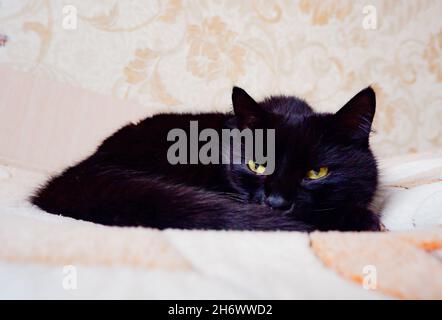 Die schwarze Katze liegt bequem auf der warmen Tagesdecke Stockfoto