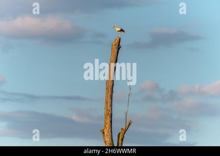 Weißstorch thronte auf einem großen toten Baum. Frankreich, Europa. Stockfoto