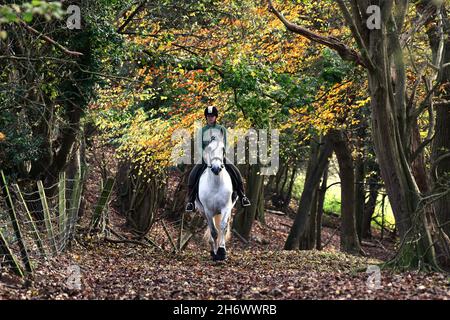 Ironbridge, Shropshire, Großbritannien November 18th 2021. Herrlicher Herbst! Ein Einzelfahrer auf einem weißen Pferd, der in der Nähe von Ironbridge in Shropshire durch Wälder reitet. Kredit: David Bagnall/Alamy Live Nachrichten. Weißes andalusisches Pferd Stockfoto