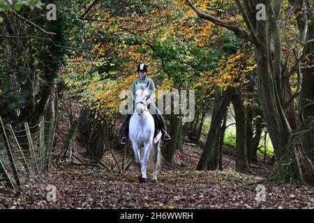 Ironbridge, Shropshire, Großbritannien November 18th 2021. Herrlicher Herbst! Ein Einzelfahrer auf einem weißen Pferd, der in der Nähe von Ironbridge in Shropshire durch Wälder reitet. Kredit: David Bagnall/Alamy Live Nachrichten. Weißes andalusisches Pferd Stockfoto