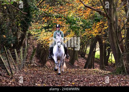 Ironbridge, Shropshire, Großbritannien November 18th 2021. Herrlicher Herbst! Ein Einzelfahrer auf einem weißen Pferd, der in der Nähe von Ironbridge in Shropshire durch Wälder reitet. Kredit: David Bagnall/Alamy Live Nachrichten. Weißes andalusisches Pferd Stockfoto