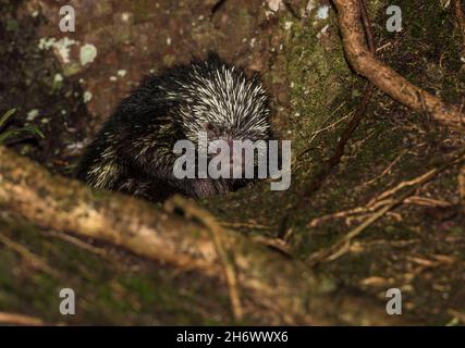 Nahaufnahme von mexikanischem behaarten Zwergschwein. Stockfoto