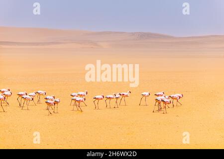 Wandern Flamingos in der Wüste Stockfoto