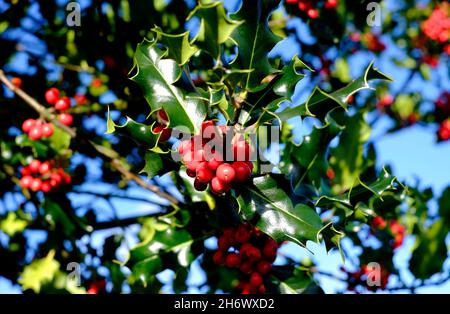Grüne Stechpalme und rote Beeren, norfolk, england Stockfoto