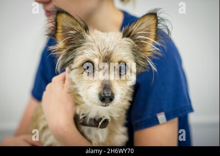 Ein Hund, der während einer Konsultation von einer Tierpflegerin gehalten und getröstet wird, Nottingham, England, Großbritannien. Stockfoto