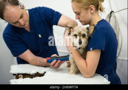 Eine Tierpflegerin hält und tröstet einen Haustierhund während einer Untersuchung durch einen Tierarzt, Nottingham, England, Großbritannien. Stockfoto