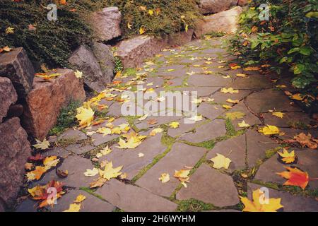 Alter Kopfsteinpflaster-Fußweg in einem Park. Ahorngelbe Herbstblätter liegen auf dem Weg alter Steine. Stockfoto
