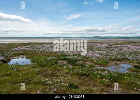 Marittima, auf der Pilgerroute des St. Cuthberts Way zwischen Lindisfarne, der Heiligen Insel und dem Festland. Stockfoto