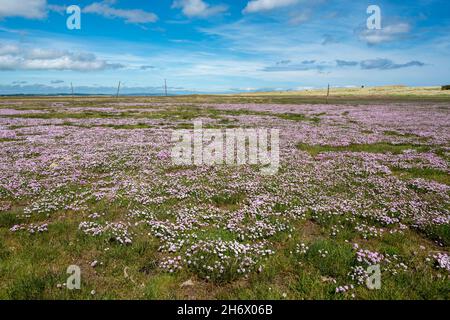 Marittima, auf der Pilgerroute des St. Cuthberts Way zwischen Lindisfarne, der Heiligen Insel und dem Festland. Stockfoto