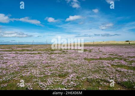 Marittima, auf der Pilgerroute des St. Cuthberts Way zwischen Lindisfarne, der Heiligen Insel und dem Festland. Stockfoto