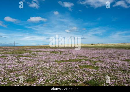 Marittima, auf der Pilgerroute des St. Cuthberts Way zwischen Lindisfarne, der Heiligen Insel und dem Festland. Stockfoto