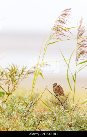 Gemeiner Schilfbauch (Emberiza schoeniclus) auf Juist, Ostfriesische Inseln, Deutschland. Stockfoto