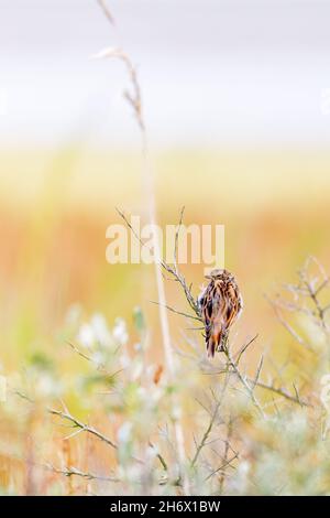 Gemeiner Schilfbauch (Emberiza schoeniclus) auf Juist, Ostfriesische Inseln, Deutschland. Stockfoto