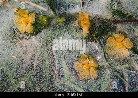 Gelbe Blüten, die im auftauenden Eis gefangen sind und das Konzept des Winters zeigen, der dem Frühling oder dem Saisonwechsel Platz macht Stockfoto