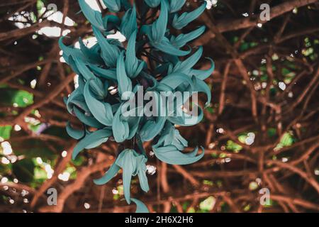 Nahaufnahme einer Strongylodon-Macrobotrys-Blume oder einer philippinischen Jade-Rebe Stockfoto