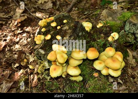 Viele gefährliche, ungenießbare Pilze wachsen auf einem Baumstumpf im Wald. Giftige Pilze, gesundheitsschädlich. Stockfoto