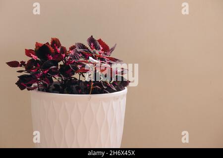 Coleus oder Mayana (Coleus amboinicus) in einem Topf als Kräuterheilpflanze und eine farbenfrohe Zimmerpflanze für ein entspannendes Zuhause Dekor für den Frühling Stockfoto