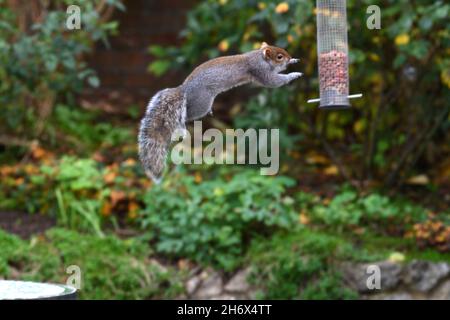 Graues Eichhörnchen, das mitten im Flug gefangen wird, als es einen Sprünge macht, um einen Vogelfutterhäuschen seiner Erdnüsse zu überfallen Stockfoto