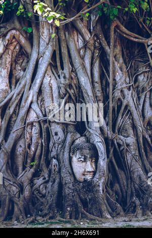 Der Kopf der Buddha-Statue ist von Banyan-Baumwurzeln bedeckt im Wat Mahathat im Ayutthaya Historical Park, Thailand Stockfoto