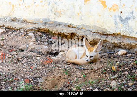 Der Fennec-Fuchs liegt auf dem Boden vor dem Hintergrund der Wand Stockfoto