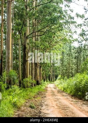 Eine schmale unbefestigte Straße, die am frühen Morgen zwischen zwei verschiedenen Plantagen in Magoebaskloof, Südafrika, führt Stockfoto