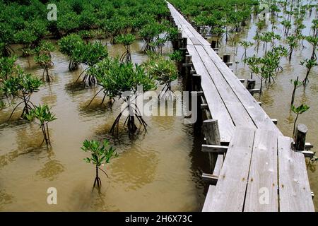 Mangroven-Sämlinge in einem Mangroven-Wald-Rehabilitationsgebiet Stockfoto