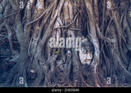 Der Kopf der Buddha-Statue ist von Banyan-Baumwurzeln bedeckt im Wat Mahathat im Ayutthaya Historical Park, Thailand Stockfoto