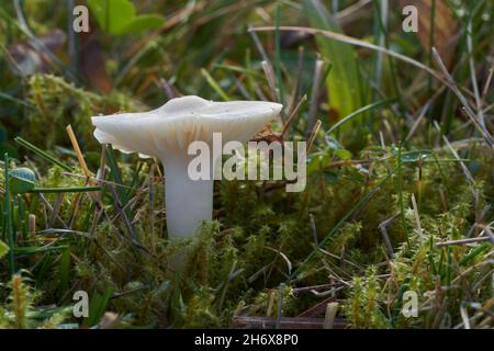 Essbarer Pilz Cuphophyllus virgineus auf Waldwiese. Bekannt als verschneite Wachskappe. Wilder weißer Pilz wächst im Gras. Stockfoto