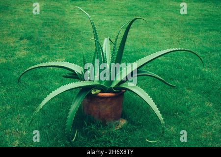 Aloe Vera Pflanze in einem Tontopf auf grünem Gras Stockfoto