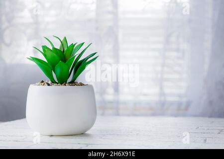 Heimpflanze in einem weißen Topf auf einem weißen Fensterhintergrund. Grüne Zimmerpflanzen. Stockfoto