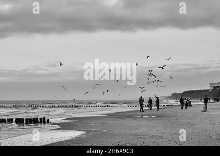 SARBINOWO, POLEN - 15. Oktober 2017: Eine Graustufenaufnahme von Menschen, die an einem Strand in Sarbinowo, Polen, in der Nähe des Wassers wandern und Möwen fliegen Stockfoto