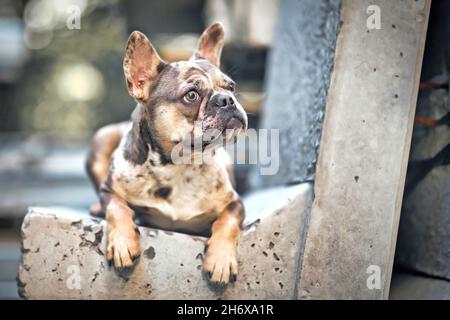 Merle gefärbte französische Bulldogge mit großen gelben Augen, die auf einer Betonbank liegen Stockfoto