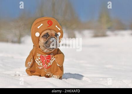 Lustige Lebkuchen Kostüm Hund. Französische Bulldogge verkleidet mit Weihnachtskostüm mit Waffen und Hut in der Winterschneelandschaft Stockfoto