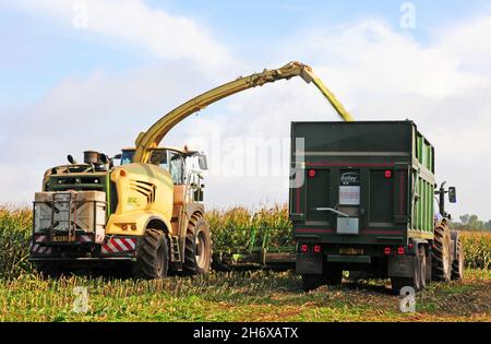 Feldhäcksler erntet Mais für Viehfutter und schießt Mais in einen Anhänger. Stockfoto