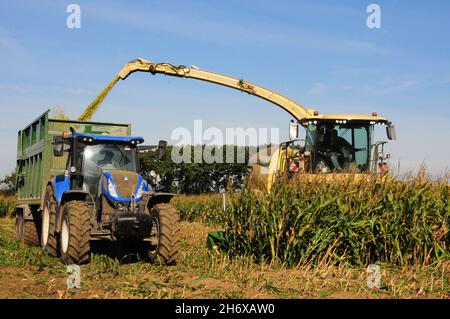 Feldhäcksler erntet Mais für Viehfutter und schießt Mais in den Anhänger. Stockfoto