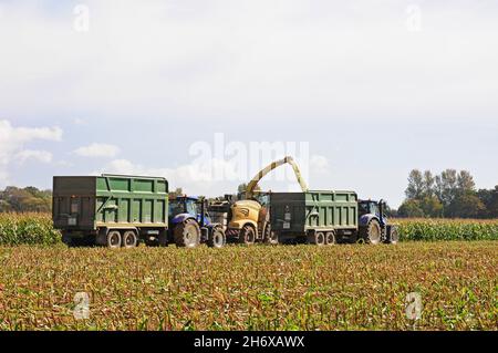 Feldhäcksler schießt Mais in den Anhänger. Ersatzanhänger, der zurückfährt. Stockfoto