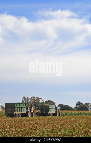 Feldhäcksler, der Mais in den Anhänger schießt. Ersatzanhänger hinter dem Fahrzeug. Stockfoto