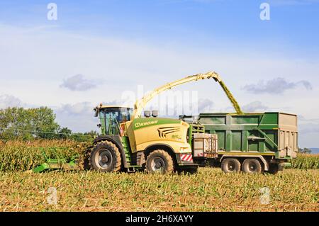 Feldhäcksler schießt Mais in den Anhänger. Stockfoto