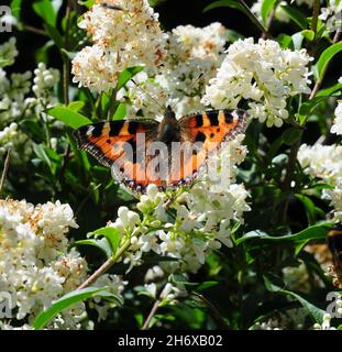 Kleiner Schildpatt-Schmetterling auf der Privatblüte. Stockfoto