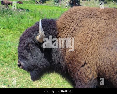 Nahaufnahme von American Bison im Custer State Park, South Dakota, USA Stockfoto