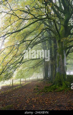 Buchenwälder im Frühherbstnebel in den Mendip Hills in der Nähe von Priddy, Somerset, England. Stockfoto