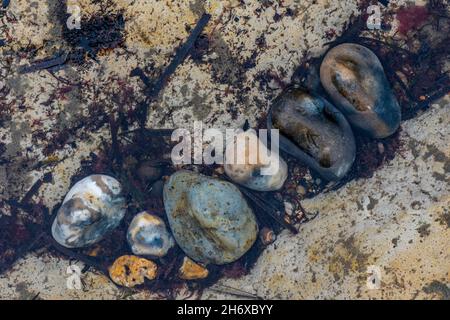 Farbige Kieselsteine in einem Steinpool am Strand mit Algen und Muscheln, Strandkieseln im Wasser, farbige runde Kieselsteine am Strand, Stockfoto